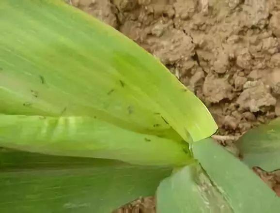 「收藏」蓟马、黏虫、蝗虫……玉米十大虫害防治措施全在这里了！3