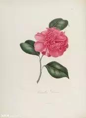 昆明市花 昆明市花（昆明市华山中学官网） 生活