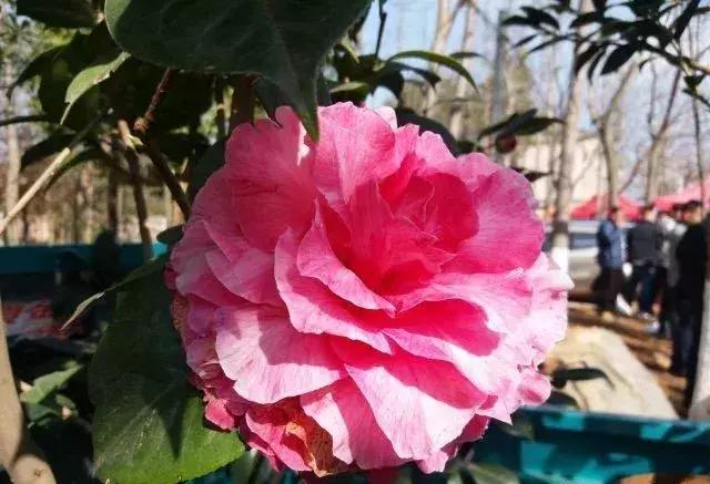 昆明市花 昆明市花（昆明市华山中学官网） 生活