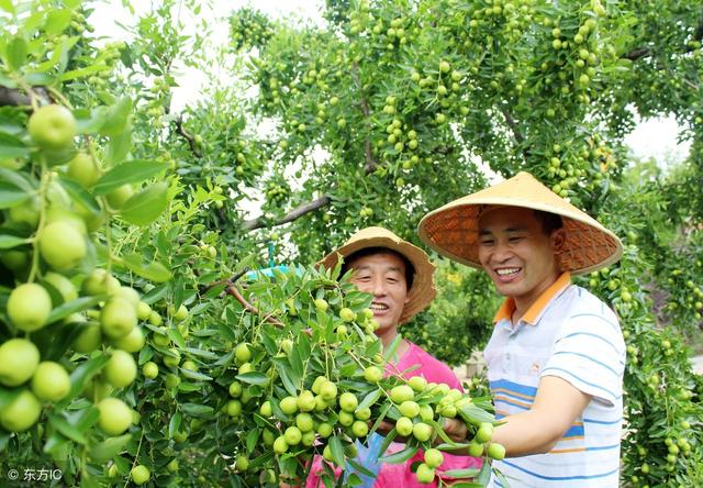 都说“日食一枣，医生不找”，枣的药用价值那么高，回家种枣树去4