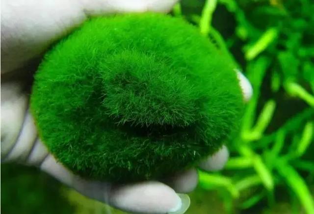 绿藻球 绿藻球（绿藻球怎么养殖） 动物