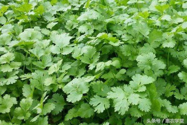 香菜种植如何防治病虫害？浅谈香菜常见病害及防治方法2