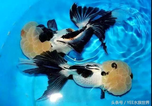 狮子头金鱼鳞片打开是怎么回事
