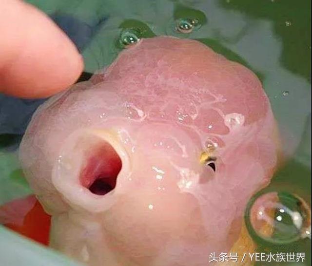 狮子头金鱼鳞片打开是怎么回事