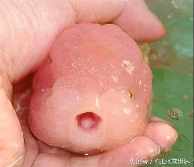 狮子头金鱼鳞片打开是怎么回事