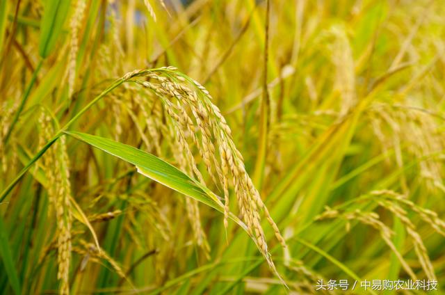 跟着小林学农技：水稻中期如何管理？做到这四点足以！