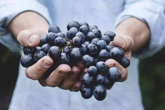乙烯利催熟葡萄究竟科不科学，该不该制止？5