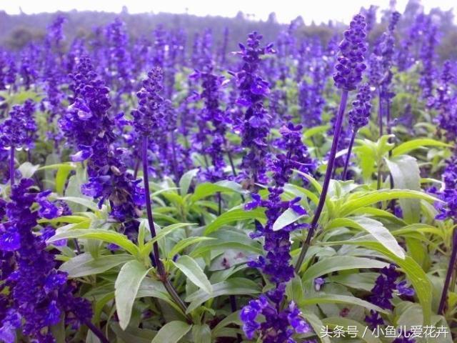 熏衣草花 熏衣草花「薰衣草花期」 生活