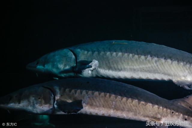 鲨鱼是鱼吗