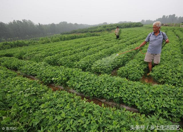 蛴螬是危害花生的主要**害虫，在这两个时期防治，效果非常好4