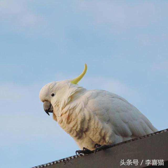 小葵花凤头鹦鹉