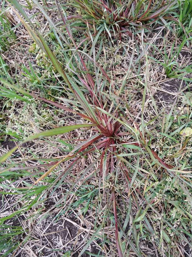 15种常见水稻田除草剂介绍1