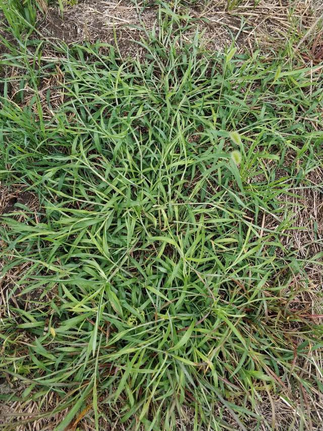 15种常见水稻田除草剂介绍