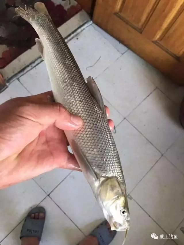 小鱼鳞银白色有胡须是什么鱼