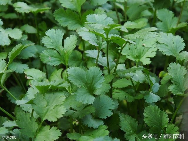 芹菜、香菜田除草技巧