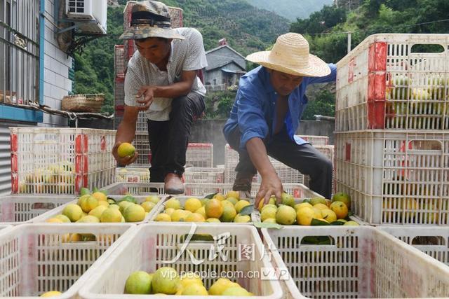 三峡库区湖北秭归夏橙丰收上市2