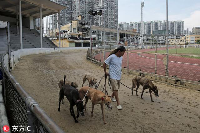 格力犬交易区