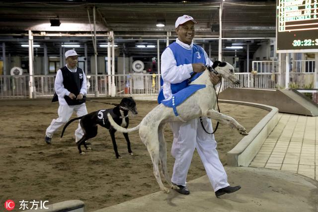 格力犬交易区