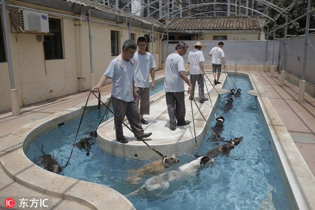 格力犬交易区 格力犬交易区（格力犬交易区专区） 动物