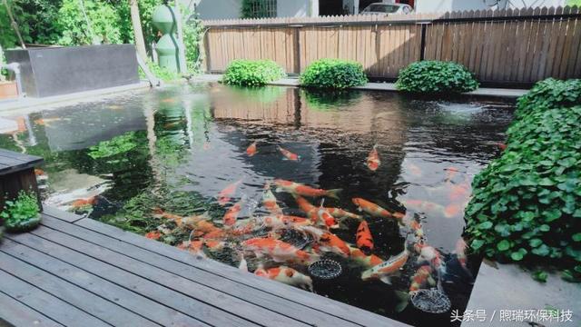 转鼓过滤机锦鲤