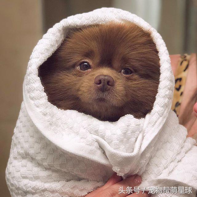 小熊犬