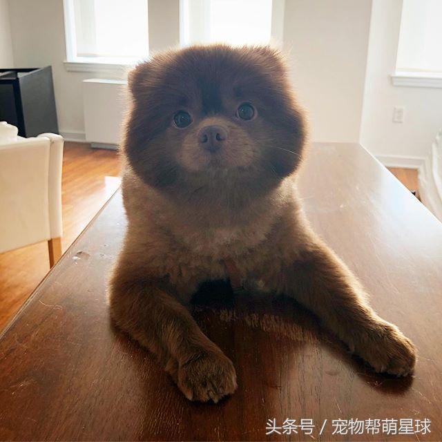 小熊犬