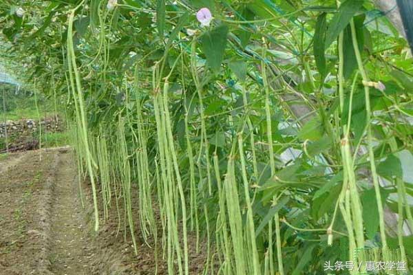 豆角怎么种？豆角的种植管理技术及长期储存方法