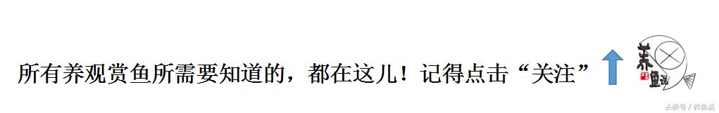 大鱼缸造景效果图（大鱼缸造景效果图大全）