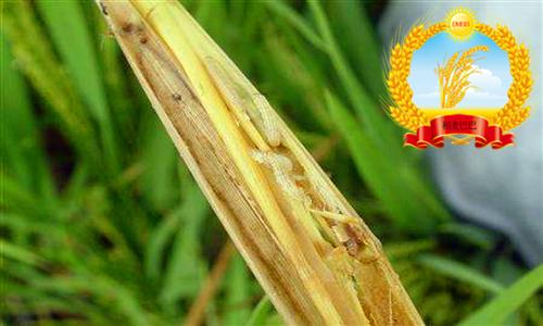 如何了解水稻螟虫的生活习性，有效预防水稻为害的发生？2