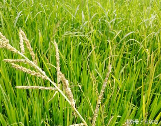 双草醚、灵时科等水稻田除草剂使用问答，稻田除草应以安全为重！