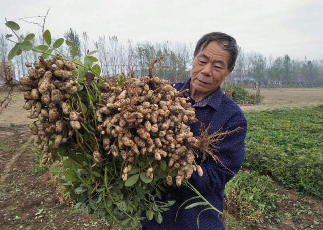 当下花生锈病流行，种植户们要严防，你会吗？3