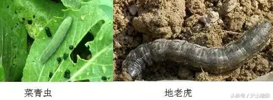 当前秋播蔬菜菜青虫、地老虎发生与防治技术建议2