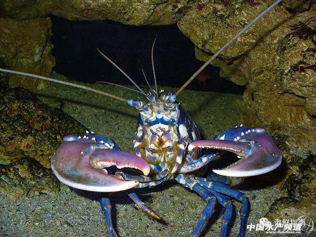 大龙虾破碎机实验