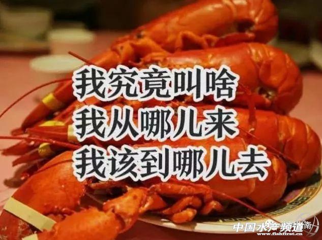 大龙虾破碎机实验