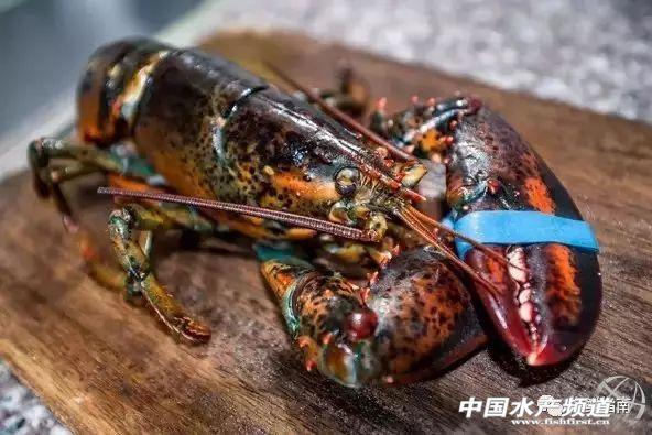 大龙虾破碎机实验