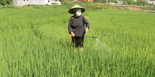 24个稻田选择性茎叶处理剂及新制剂优缺点述评13