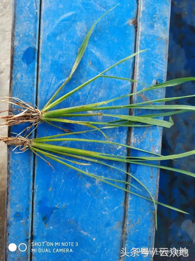 除草总结：11种常用水稻田除草剂分析，再也不担心怎么选除草剂3