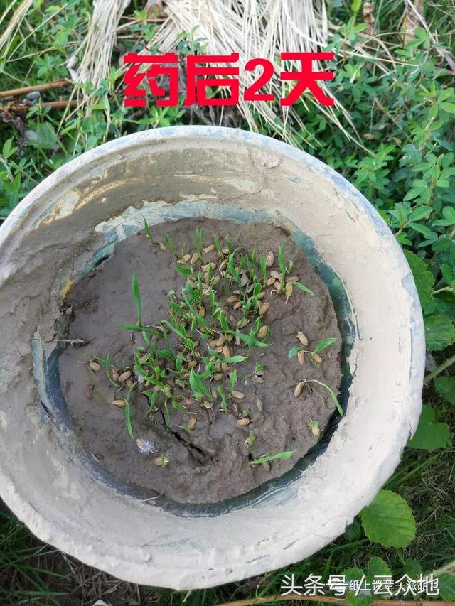 除草总结：11种常用水稻田除草剂分析，再也不担心怎么选除草剂2