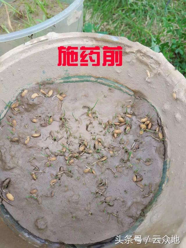 除草总结：11种常用水稻田除草剂分析，再也不担心怎么选除草剂