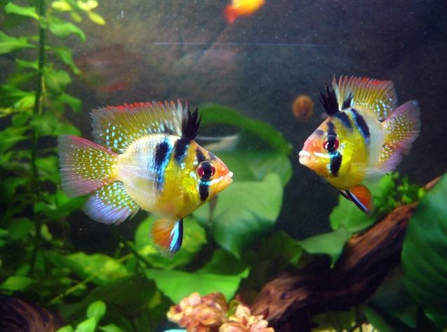 波子鱼(脖子运动操) 资讯 第2张