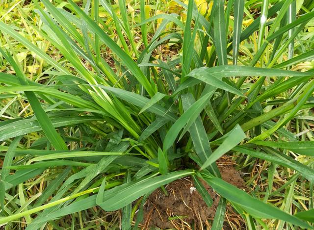 水稻田埂上的杂草怎么防除？用什么除草剂好？