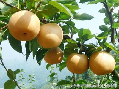 能有效防治梨树常见的几种病虫病害办法！