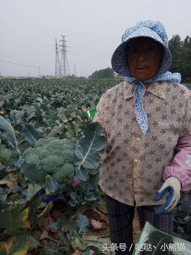 西兰花（花菜）种植技术分享2