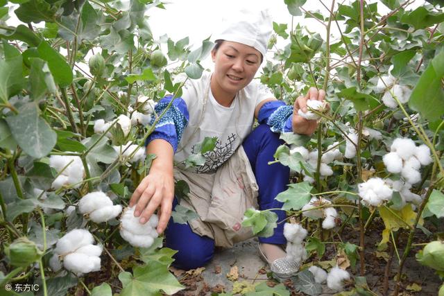 棉蚜难打怎么办？推荐几种特效药剂！