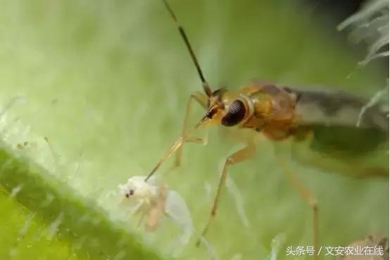 神秘保镖进大棚 番茄粉虱无处藏