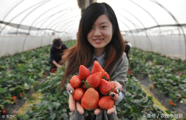 草莓炭疽病发病快、危害重，怎样防治才能有效防治提高产量？6