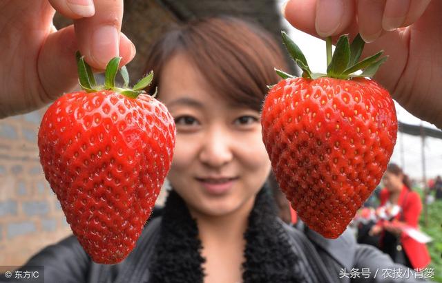 草莓炭疽病发病快、危害重，怎样防治才能有效防治提高产量？7