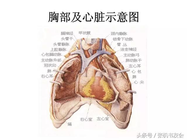 右胸器官图片