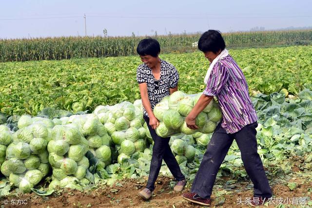 甘蓝发生黄枯萎病，死棵、烂果、难防治！可以试试这些防治方法！3