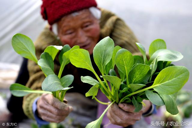 油菜得病生虫怎么办？教你3种防治方法！4